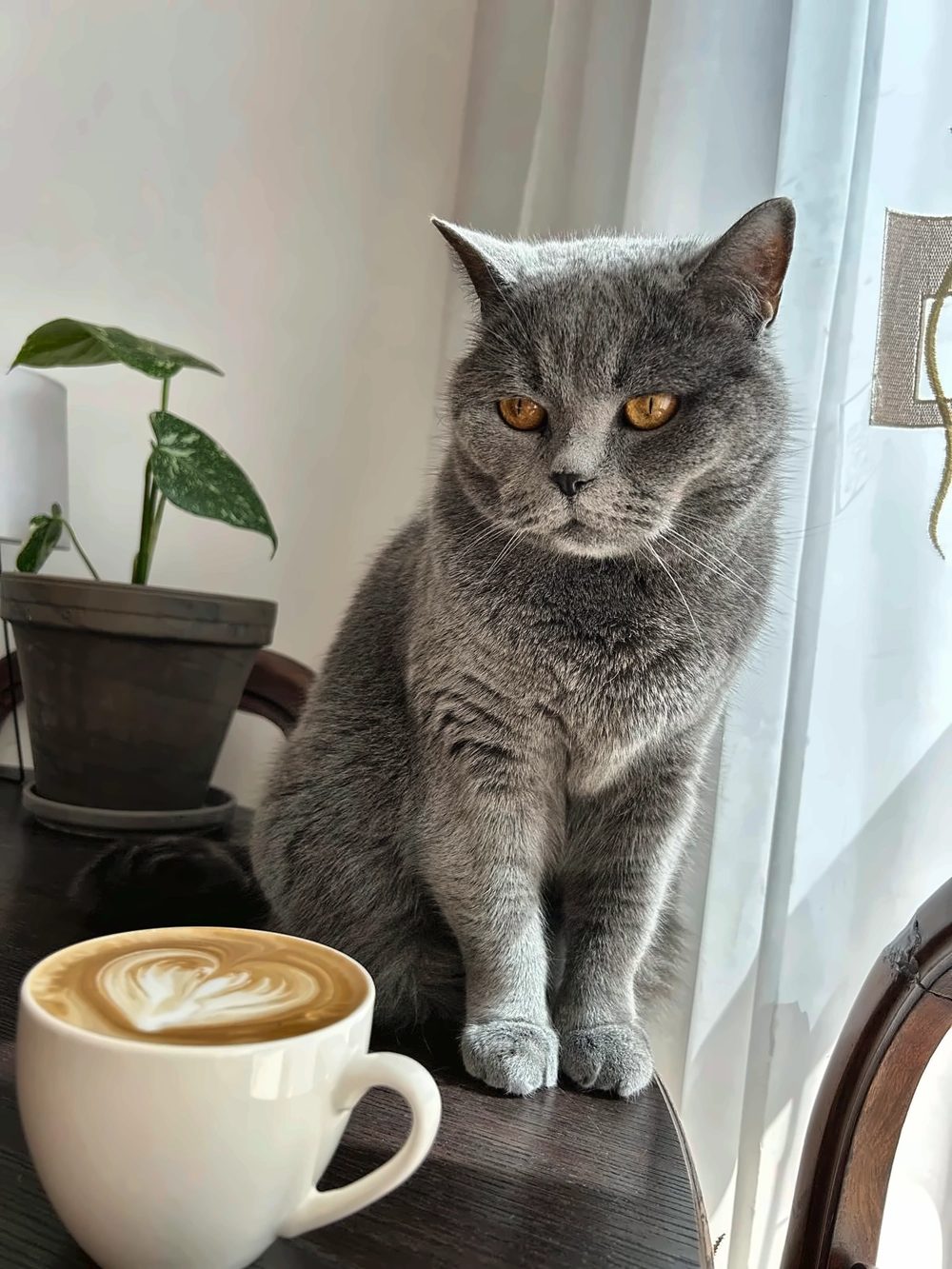 Motan gri cu ochi portocalii, stând lângă o ceașcă de cafea